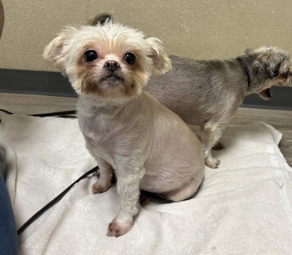 Shelter Stray Female Dog last seen Mission Avenue, Oceanside, CA, 92054, Oceanside, CA 92058, USA