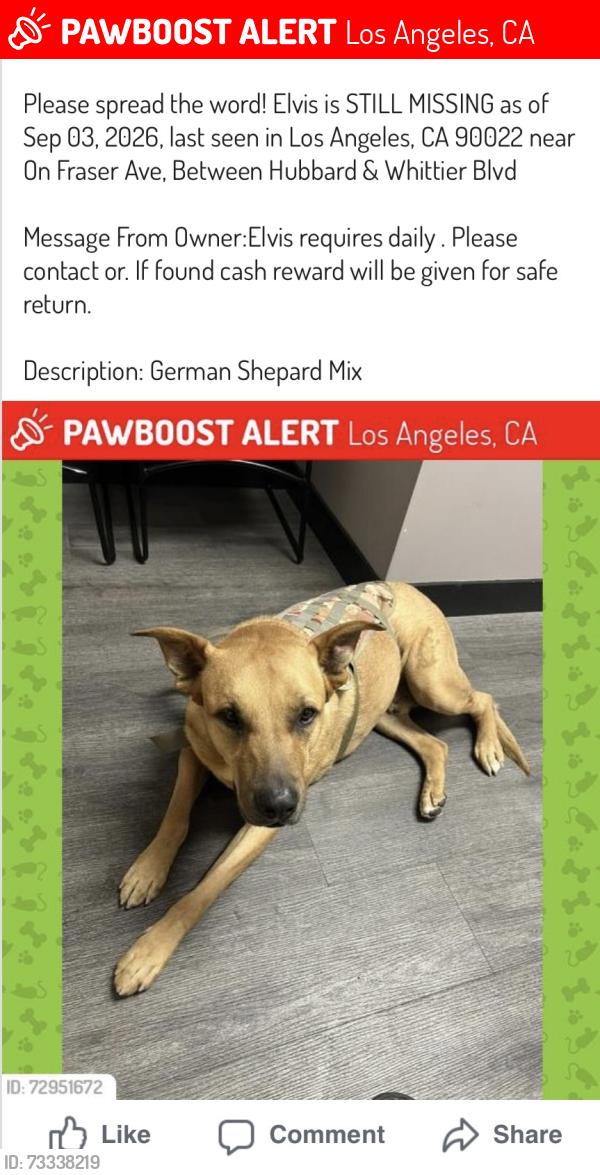 Lost Male Dog last seen Hubbard and Whittier Blvd, Los Angeles, CA 90022