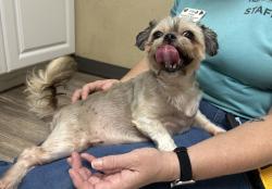 Shelter Stray Female Dog last seen Mission Avenue, Oceanside, CA, 92054, Oceanside, CA 92058, USA