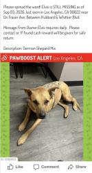 Lost Male Dog last seen Hubbard and Whittier Blvd, Los Angeles, CA 90022