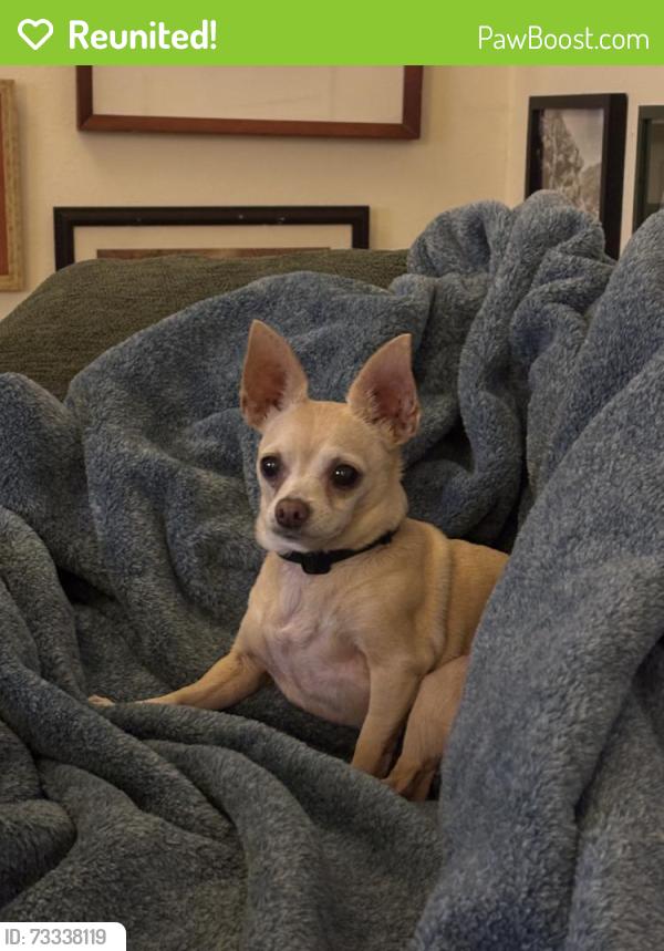 Reunited Female Dog last seen Near Riverstone, Irvine, CA 92606, USA, Irvine, CA 92606