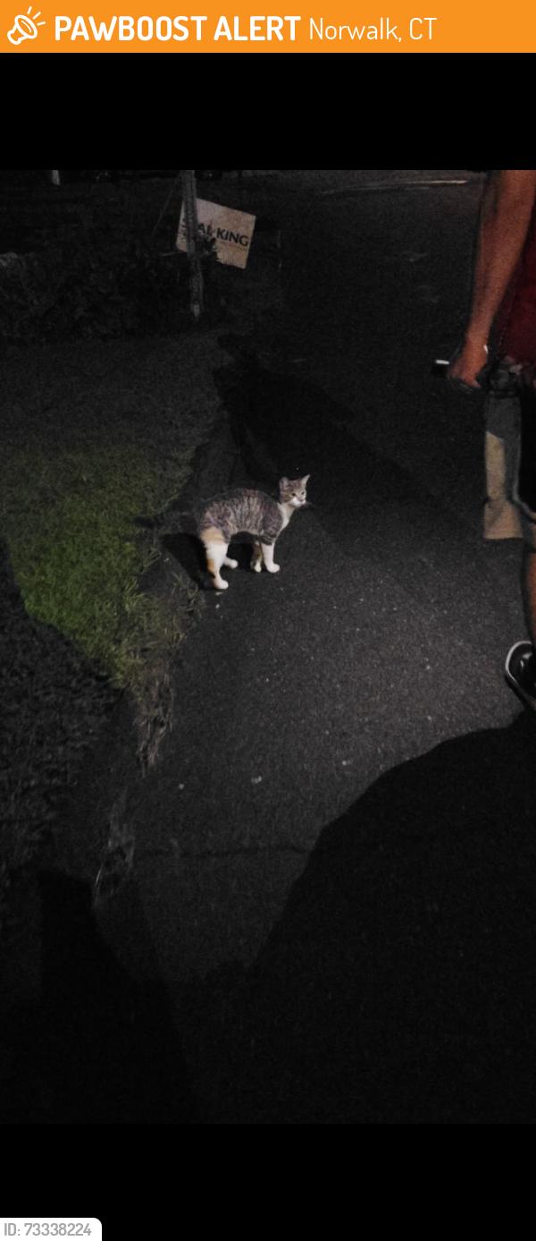 Found/Stray Female Cat last seen Stuart Ave, Magnolia Ave., Norwalk, CT 06850