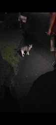 Found/Stray Female Cat last seen Stuart Ave, Magnolia Ave., Norwalk, CT 06850