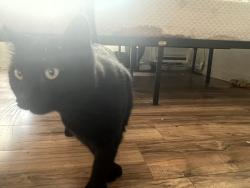 Reunited Female Cat last seen 16th & San Bernardino Pl, Costa Mesa, CA 92627