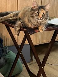 Reunited Female Cat last seen High View Road, Greensboro, NC 27410