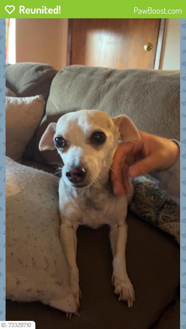 Reunited Male Dog last seen Pacific ave, Tacoma, WA 98408