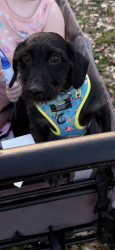 Reunited Male Dog last seen Eaton Dr, Pecan Creek, escaped backyard, Temple, TX 76504