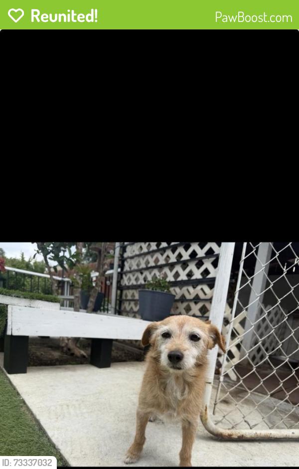 Reunited Male Dog last seen S Conejo Ave, Modesto, CA 95354, USA, Modesto, CA 95354