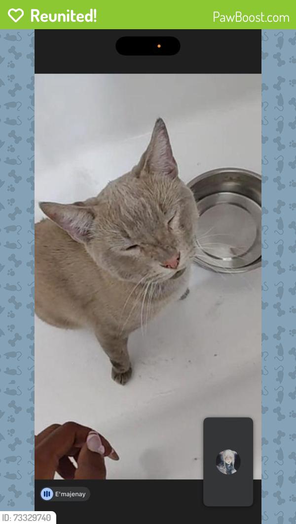 Reunited Male Cat last seen Near West 54th Street, Los Angeles, CA 90062