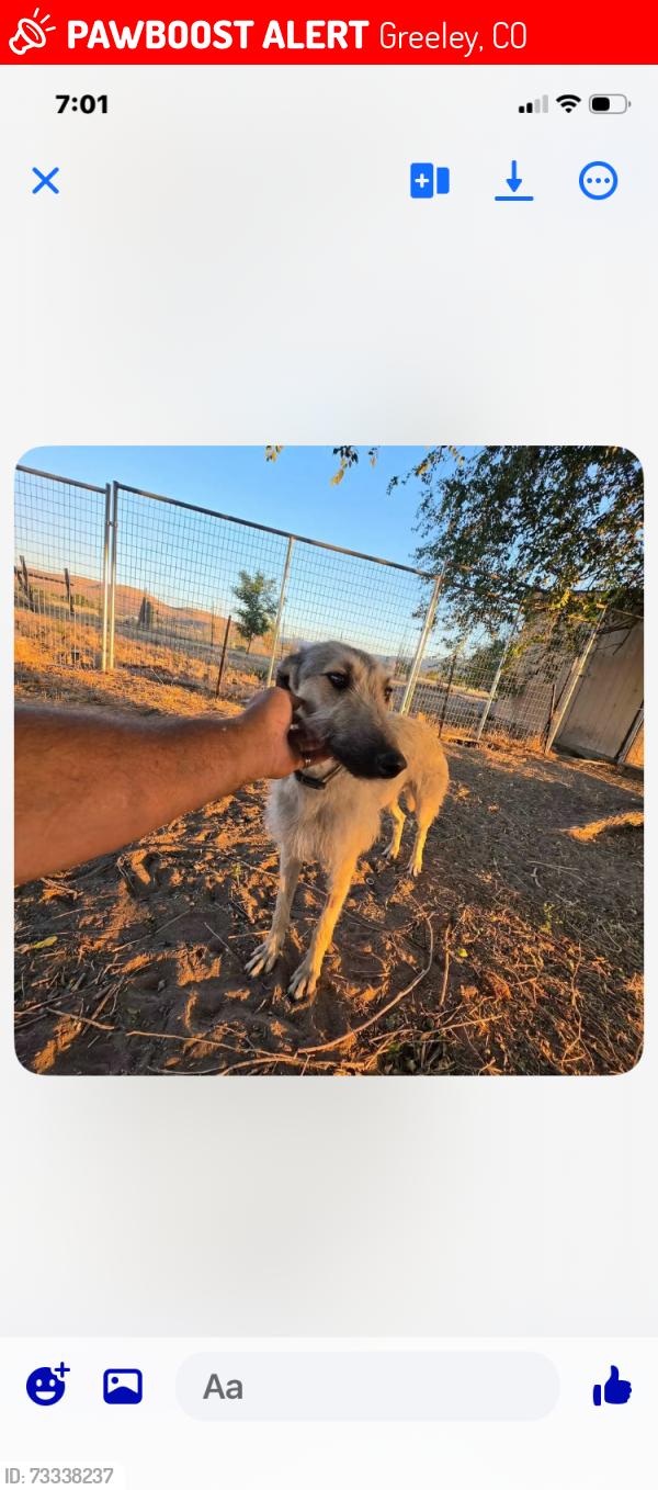 Lost Female Dog last seen 71st Ave and 10tg st, Greeley, CO 80634