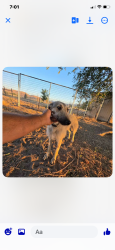 Lost Female Dog last seen 71st Ave and 10tg st, Greeley, CO 80634