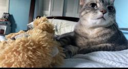 Lost Female Cat last seen Fry and Morton, Katy, TX 77449