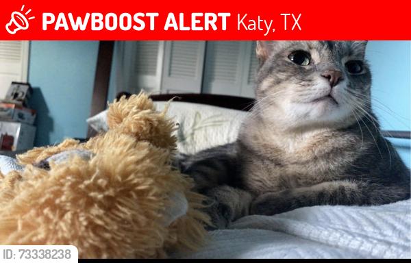 Lost Female Cat last seen Fry and Morton, Katy, TX 77449