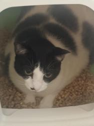 Lost Female Cat last seen Lake Parker and bartow rd across from Lakeland highschool, Lakeland, FL 33801