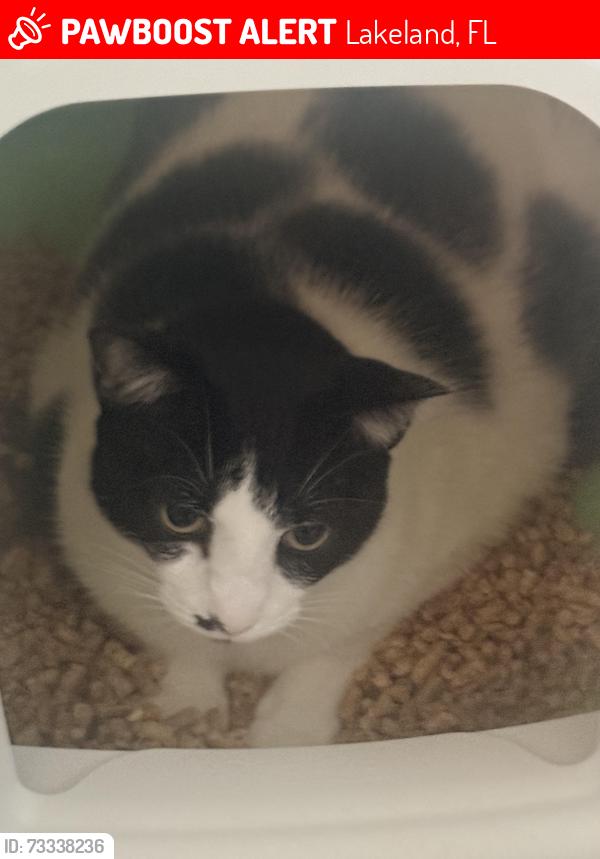 Lost Female Cat last seen Lake Parker and bartow rd across from Lakeland highschool, Lakeland, FL 33801