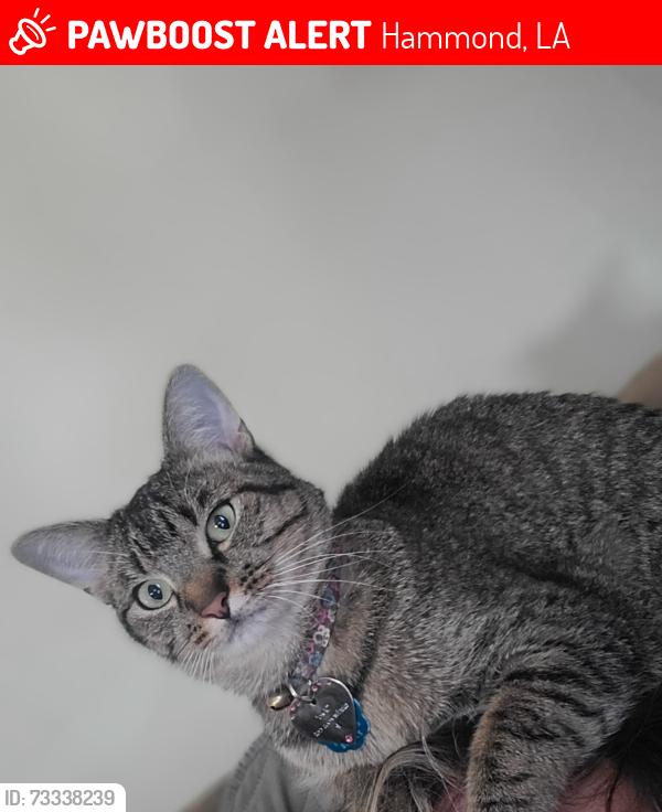 Lost Female Cat last seen Marilyn Lane and Tuttle, Hammond, LA 70403