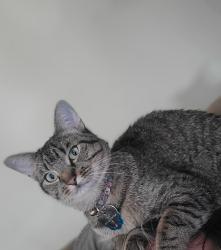 Lost Female Cat last seen Marilyn Lane and Tuttle, Hammond, LA 70403