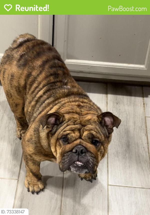 Reunited Female Dog last seen Aldine Westfield, Spring, TX 77373