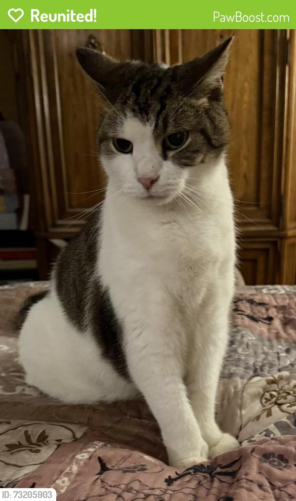 Reunited Male Cat last seen Levering Mill Rd and Bryn Mawr Ave, Bala Cynwyd, PA 19004