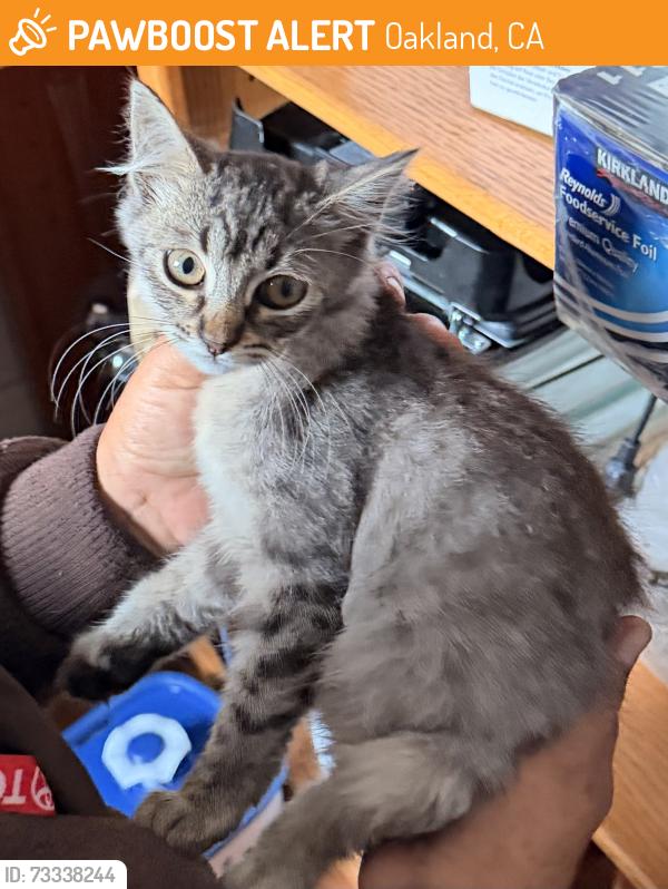 Found/Stray Female Cat last seen 62nd and Monadnock, Oakland, CA 94619