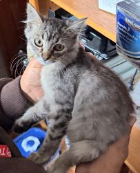 Found/Stray Female Cat last seen 62nd and Monadnock, Oakland, CA 94619