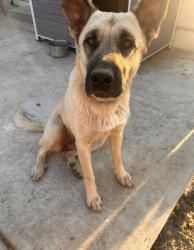 Lost Female Dog last seen hse, Modesto, CA 95351