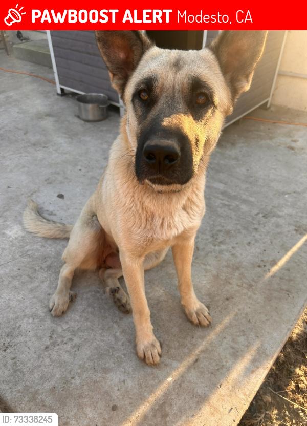 Lost Female Dog last seen hse, Modesto, CA 95351