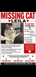 Lost Female Cat last seen Kachina, Irvine, CA 92610