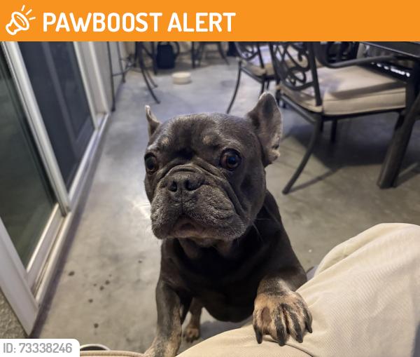 Found/Stray Male Dog last seen Baseline and Hellman, Rancho Cucamonga, CA 91701