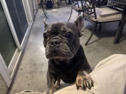 Found/Stray Male Dog last seen Baseline and Hellman, Rancho Cucamonga, CA 91701