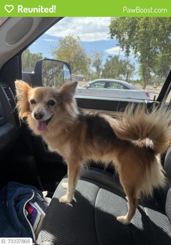 Reunited Female Dog last seen 71st Avenue and Cactus, Peoria, Peoria, AZ 85345