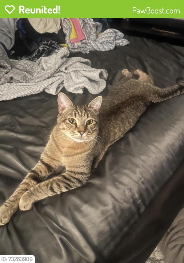 Reunited Male Cat last seen UF/IFAS extension university of florida, Mango, FL 33584