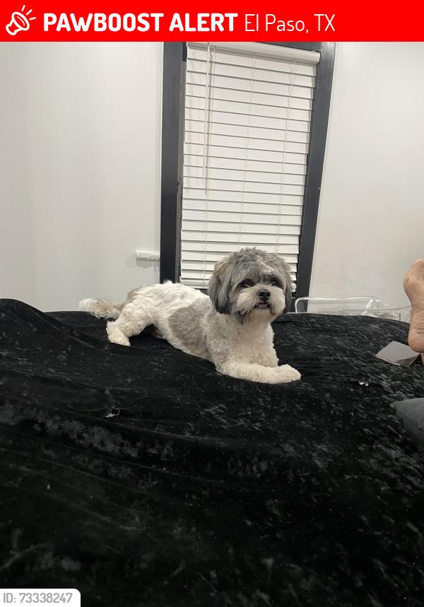 Lost Male Dog last seen Pendale y Castner cerca de Tequilas Discoteque, El Paso, TX 79907