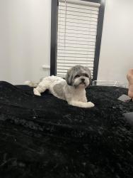 Lost Male Dog last seen Pendale y Castner cerca de Tequilas Discoteque, El Paso, TX 79907