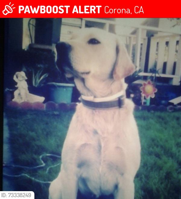 Lost Male Dog last seen City Hall, Corona, CA 92882
