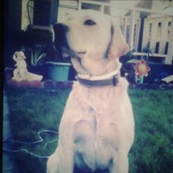 Lost Male Dog last seen City Hall, Corona, CA 92882