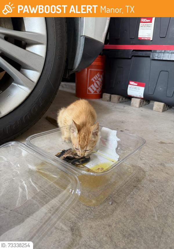 Found/Stray Unknown Cat last seen Rosebud isle shadowglen, Manor, TX 78653