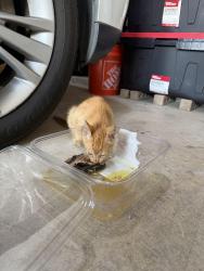 Found/Stray Unknown Cat last seen Rosebud isle shadowglen, Manor, TX 78653