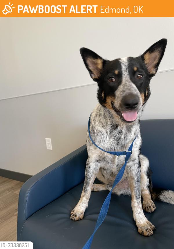Found/Stray Male Dog last seen 192nd and Portland, Edmond, OK 73012