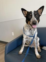 Found/Stray Male Dog last seen 192nd and Portland, Edmond, OK 73012