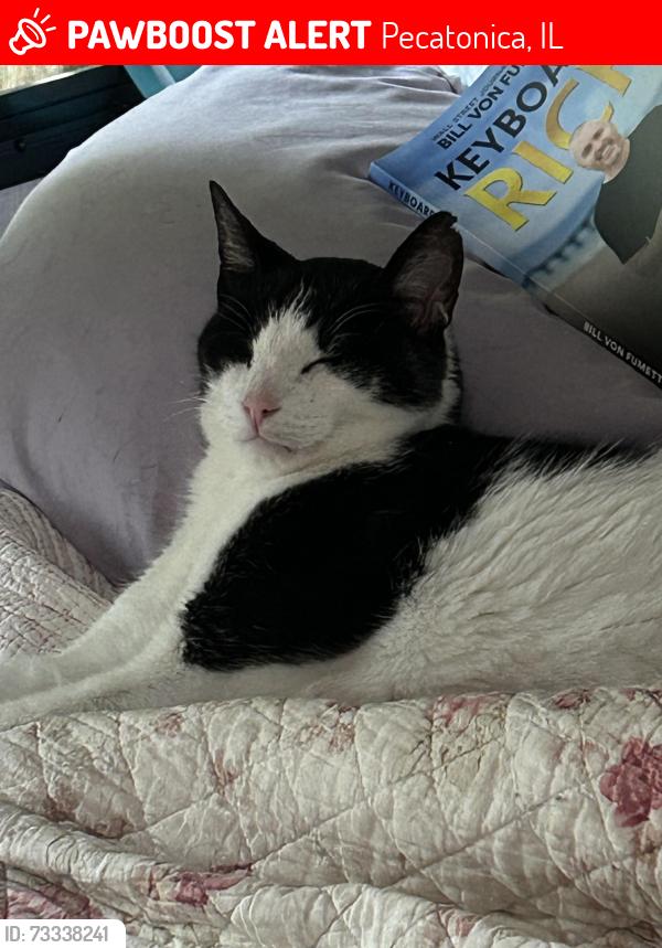 Lost Male Cat last seen Winnabago rd, Pecatonica, IL 61063