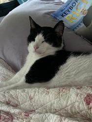 Lost Male Cat last seen Winnabago rd, Pecatonica, IL 61063