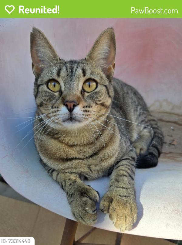 Reunited Female Cat last seen Full Moon Avenue & Shooting Star in Paradise Skies, Albuquerque, NM 87114