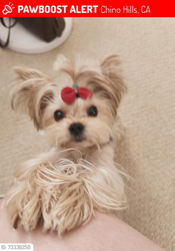 Lost Female Dog last seen Ran off in front of home, Chino Hills, CA 91709