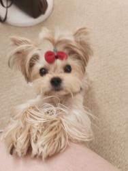 Lost Female Dog last seen Ran off in front of home, Chino Hills, CA 91709