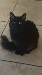 Lost Male Cat last seen Courtenay Parkway, Merritt Island, FL 32953