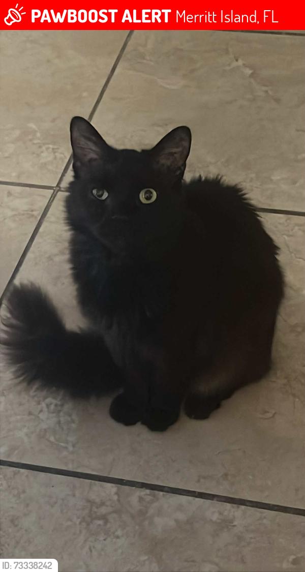 Lost Male Cat last seen Courtenay Parkway, Merritt Island, FL 32953