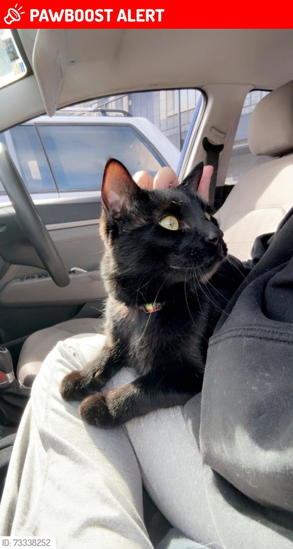 Lost Male Cat last seen E Uintah St & Delaware Dr, Colorado Springs, CO 80909