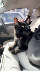 Lost Male Cat last seen E Uintah St & Delaware Dr, Colorado Springs, CO 80909
