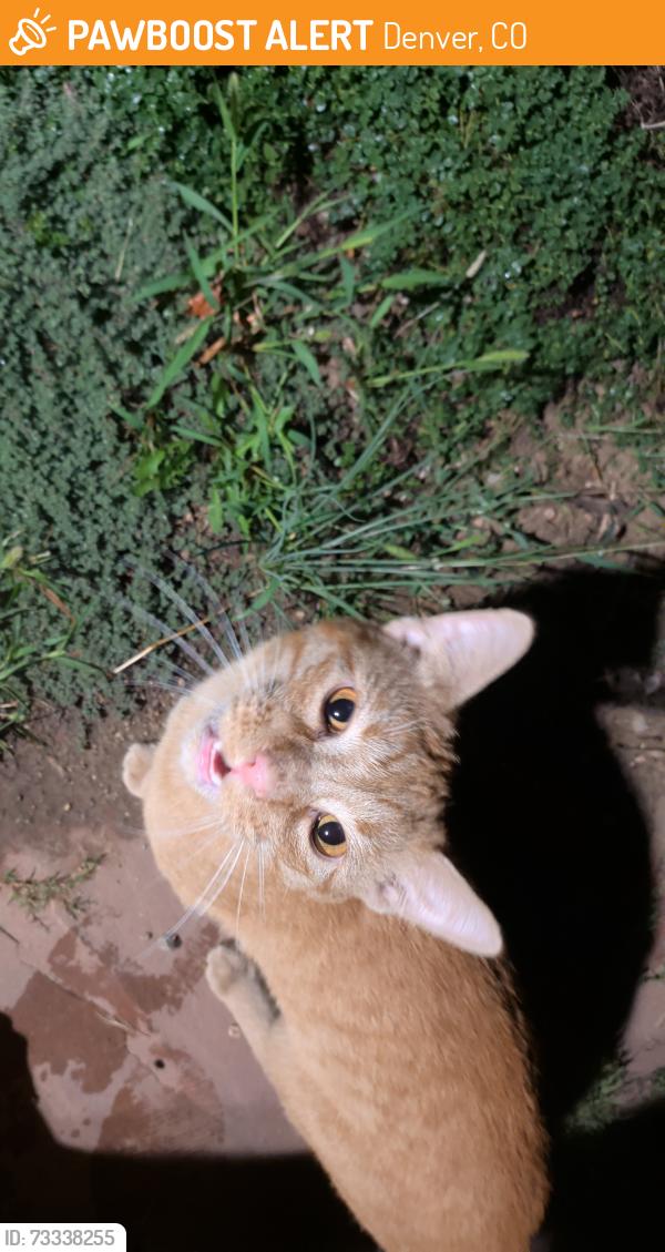 Found/Stray Unknown Cat last seen 46th and Decatur, Denver, CO 80211